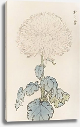 Постер Хасегава Кейка Keika hyakugiku, Pl.19