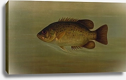Постер Петри Джон The Common Sunfish, Eupomotis gibbosus.