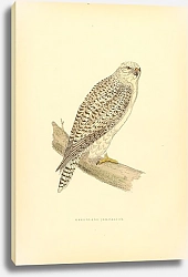 Постер Greenland Jer-Falcon