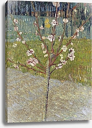 Постер Ван Гог Винсент (Vincent Van Gogh) Миндальное дерево в цвету, 1888