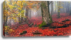 Постер Осенний лес 10