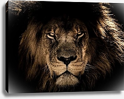 Постер Старый африканский лев