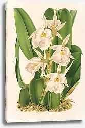 Постер Лемер Шарль Trichopilia fragrans nobilis
