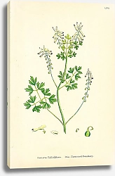 Постер Fumaria Pallidiflora. Pale flowered Fumitory 1