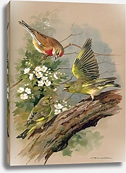 Постер Linnet And Greenfinch