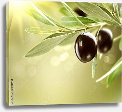 Постер Черные спелые оливки на дереве