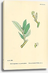 Постер Salix Lapponum, var. psedo-glauca. Downy mountain Willow