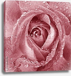 Постер Розовая роза с каплями