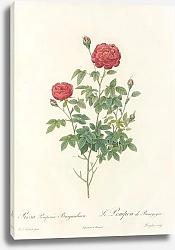 Постер Редюти Пьер Rosa Pomponia Burgundiaca