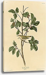 Постер Tennessee Warbler