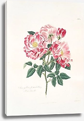Постер Лоуренс Мэри Rosa gallica-versicolor