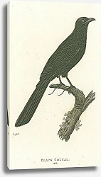 Постер Black Coucal, male 1