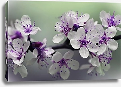Постер Лепестки весенних цветов
