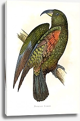 Постер Kea or Mountain Parrot