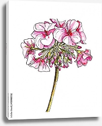 Постер Розовый цветок пеларгонии