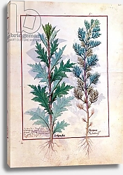 Постер Тестард Робинет (бот) Ms Fr. Fv VI #1 fol.120r Two varieties of Artemesia, c.1470