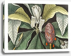 Постер Шеффлера лучелистная (Магнолия) из естественной истории Каролины, Флориды и Багамских островов (1754) Марка Кейтсби
