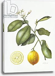 Постер Эден Маргарет (совр) Citrus Bergamot, 1995