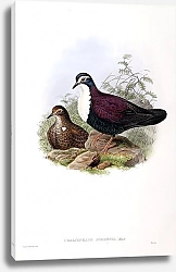 Постер White-chested Pigeon - Chalcophaps jobiensis