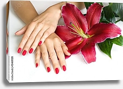 Постер Руки с красным маникюром и красная лилия