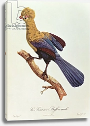 Постер Барранд Жак (птицы) Buffon's Touraco