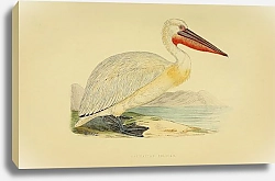 Постер Dalmatian Pelican