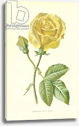 Постер Хулм Фредерик (бот) Marechal Niel Rose