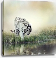 Постер Белый тигр у воды
