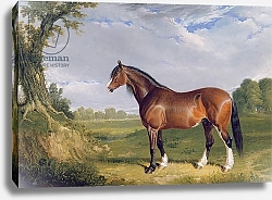 Постер Херринг Джон A Clydesdale Stallion, 1820
