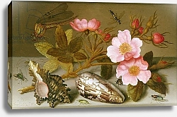 Постер Аст Балтазар Still life depicting flowers, shells and a dragonfly