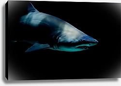 Постер Синяя акула в темноте