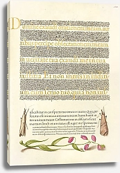 Постер Хофнагель Йорис Grass Moths and Milkwort