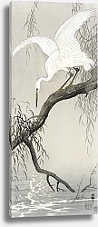 Постер Белая цапля на ветке дерева (1900 - 1910)