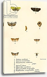 Постер Школа: Английская 19в. Butterflies 99