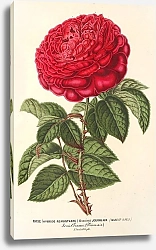 Постер Лемер Шарль Rose Monsieur Journeaux