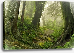 Постер Непал. Экваториальный лес Сельва №4