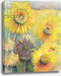 Постер Армитаж Карен (совр) Sunflowers