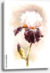 Постер Вишнево-белый цветок ириса