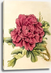Постер Яркий цветок пиона