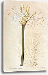 Постер Humenocallis caribaea Herb