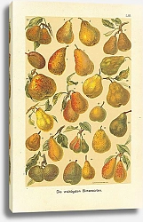 Постер Die wichtigsten Birnensorten