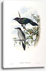 Постер Purple-throated Glossy Starling - Calornis gularis