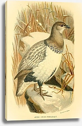 Постер Altai Snow-Pheasant