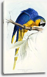 Постер Parrots by E.Lear  #5