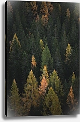 Постер Осенний таежный лес