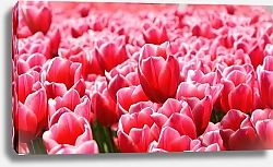 Постер Поле красных тюльпанов