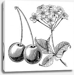 Постер Cherry with leaves and flowers vintage engraving