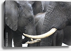 Постер Слоны в ряд