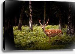 Постер Молодой олень в темном лесу
