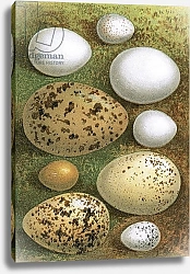 Постер Школа: Английская 20в. Eggs 4